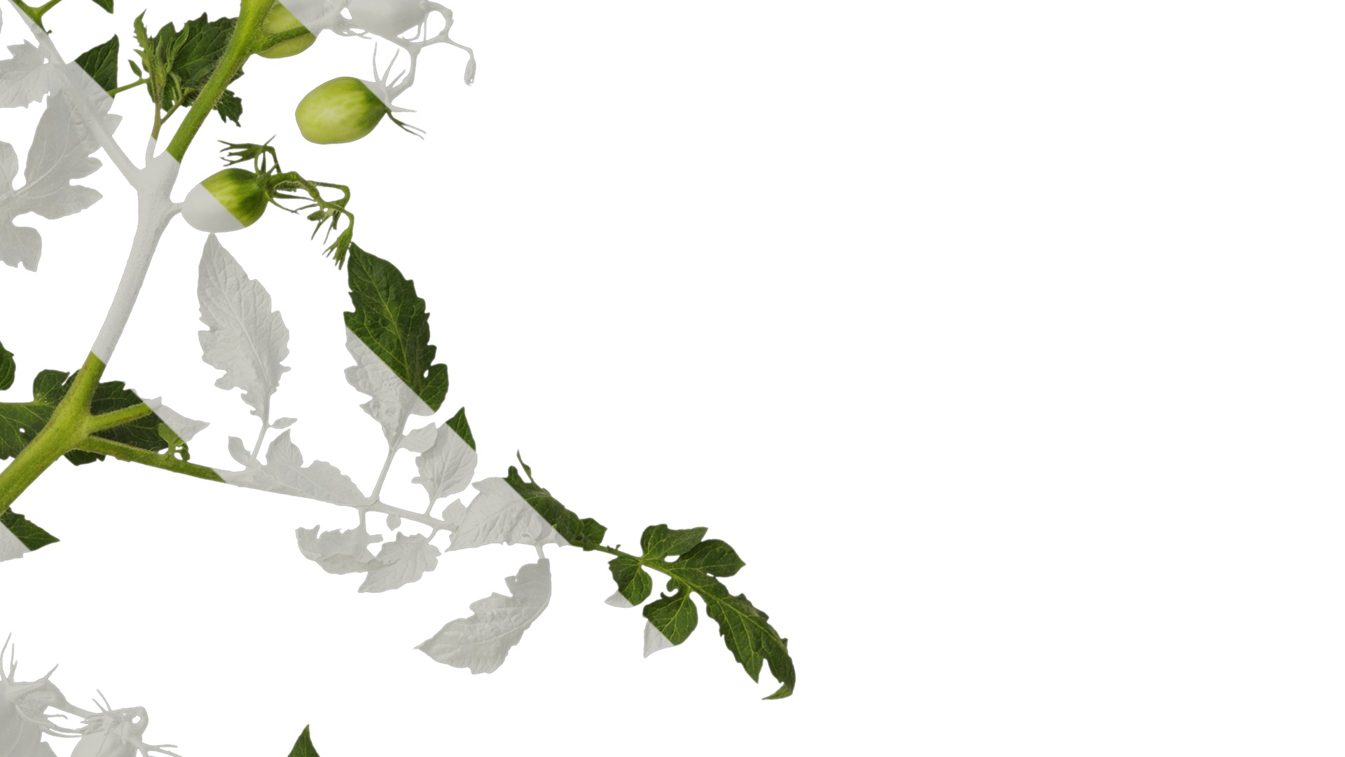 Anydrafts Solanum lycopersicum Atlas 07 Texture_4