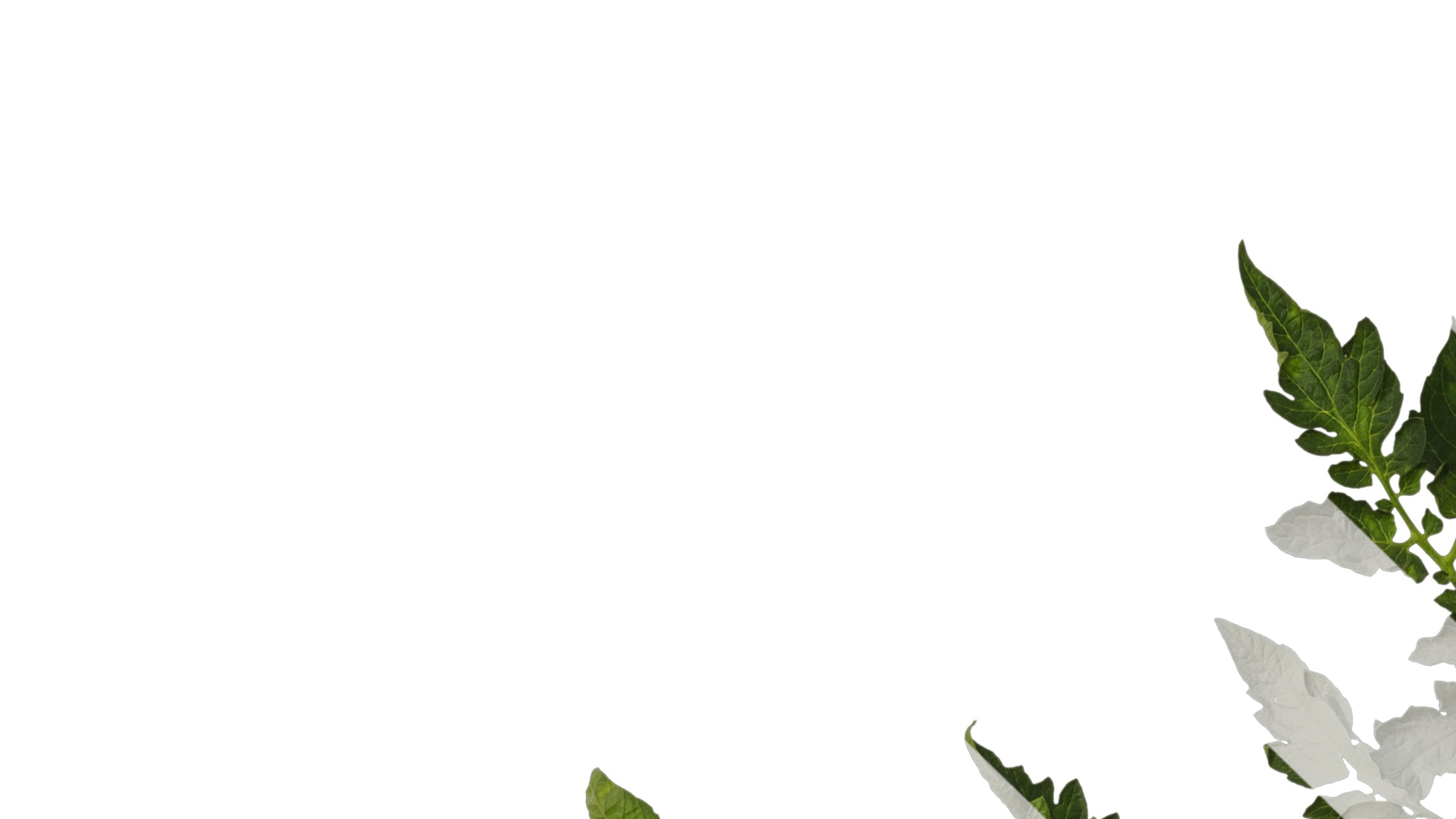 Anydrafts Solanum lycopersicum Atlas 07 Texture_1