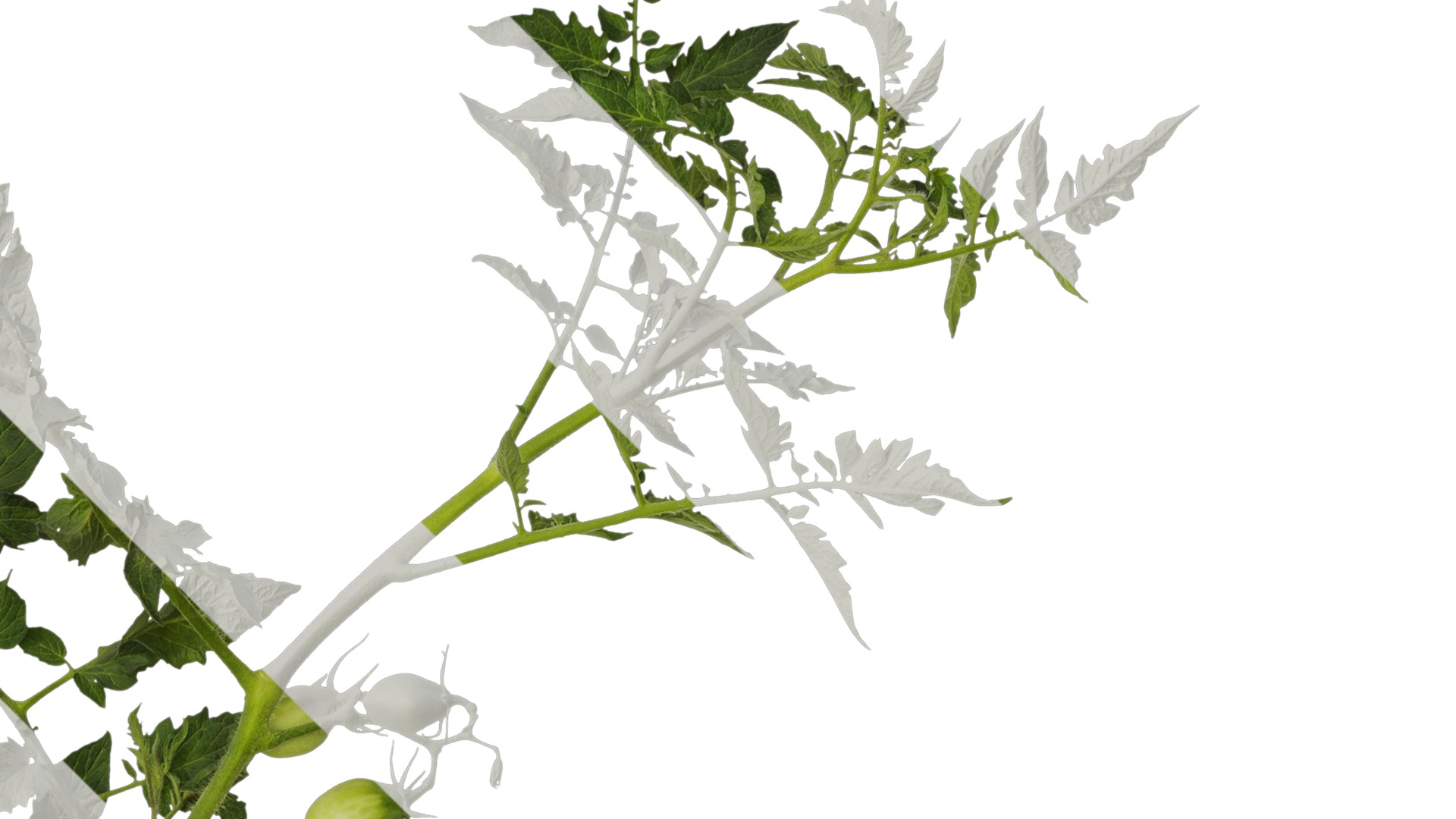 Anydrafts Solanum lycopersicum Atlas 07 Texture_2