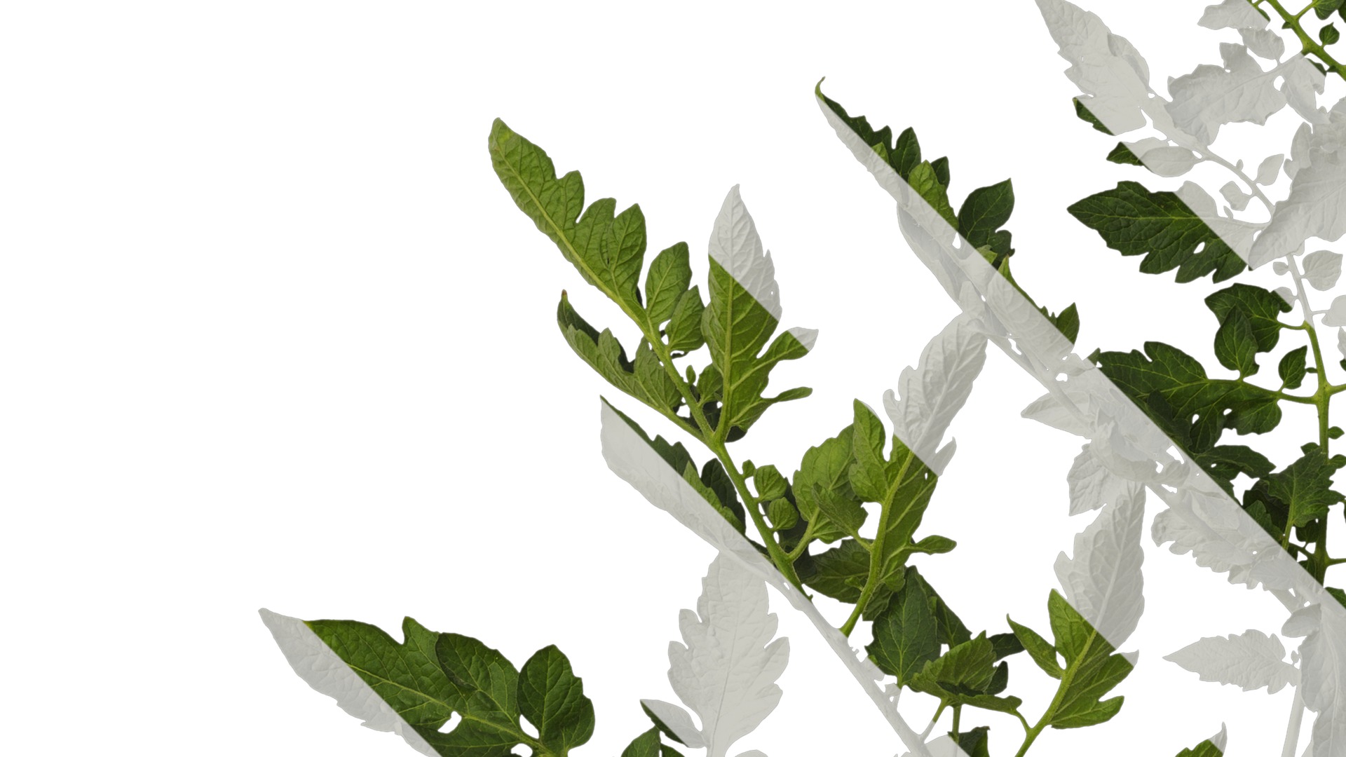 Anydrafts Solanum lycopersicum Atlas 07 Texture_3