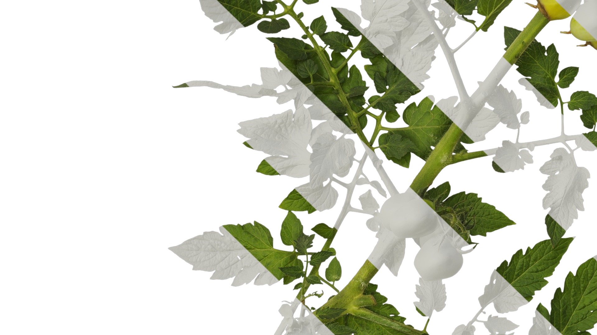 Anydrafts Solanum lycopersicum Atlas 07 Texture_5