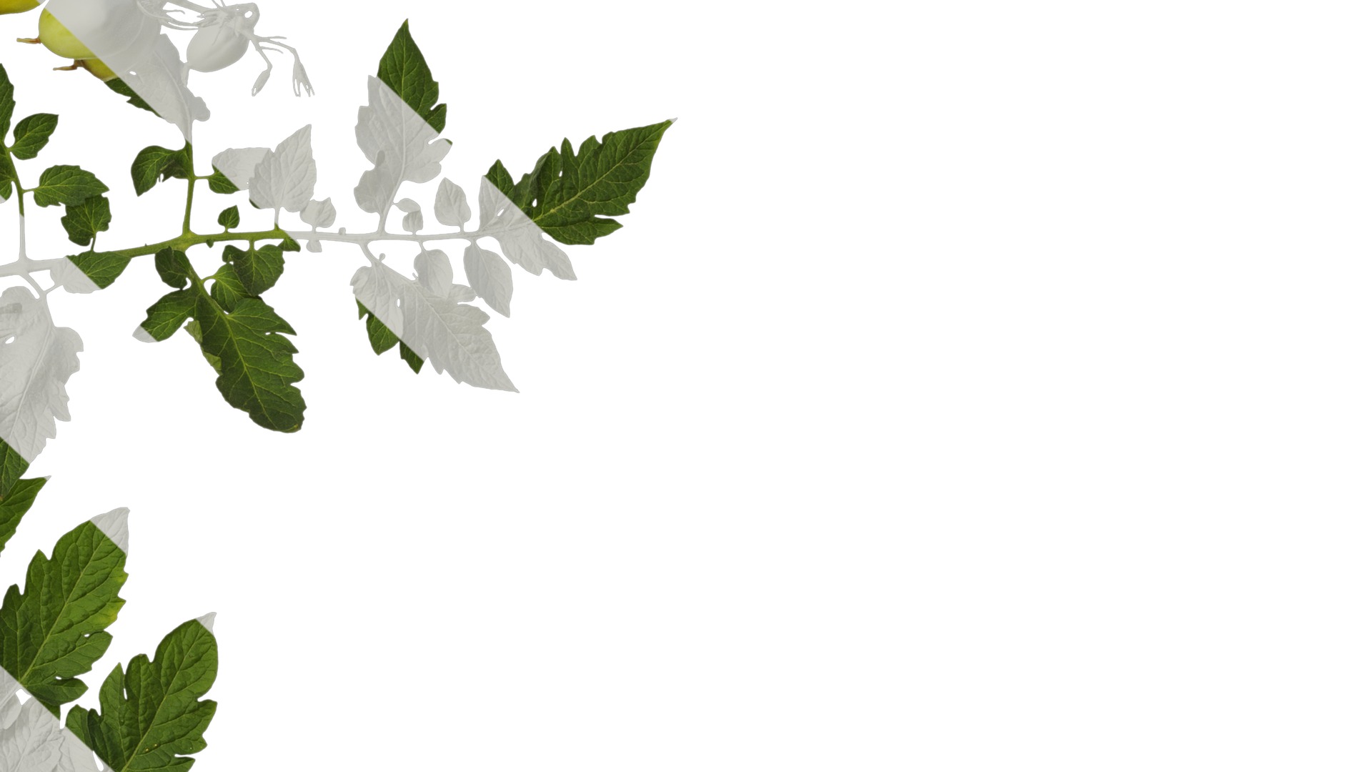 Anydrafts Solanum lycopersicum Atlas 07 Texture_6