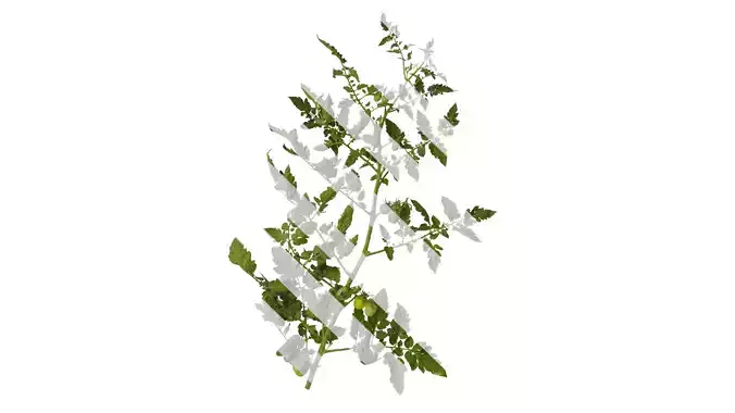 Anydrafts Solanum lycopersicum Atlas 08 Texture