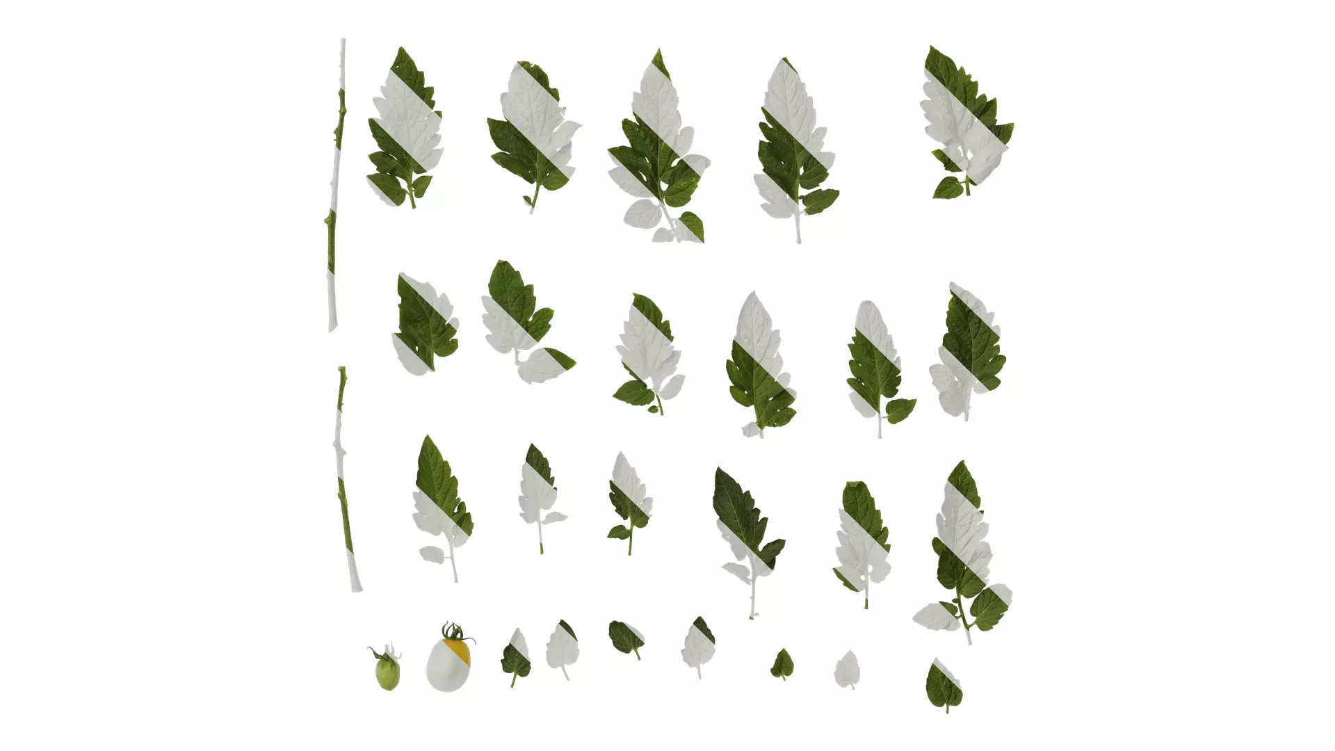 Anydrafts Solanum lycopersicum Atlas 09 Texture