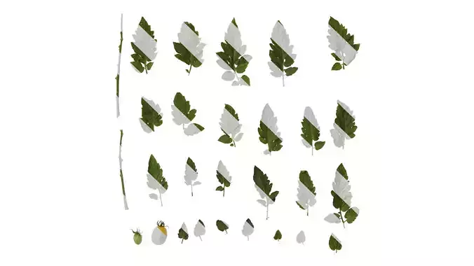 Anydrafts Solanum lycopersicum Atlas 09