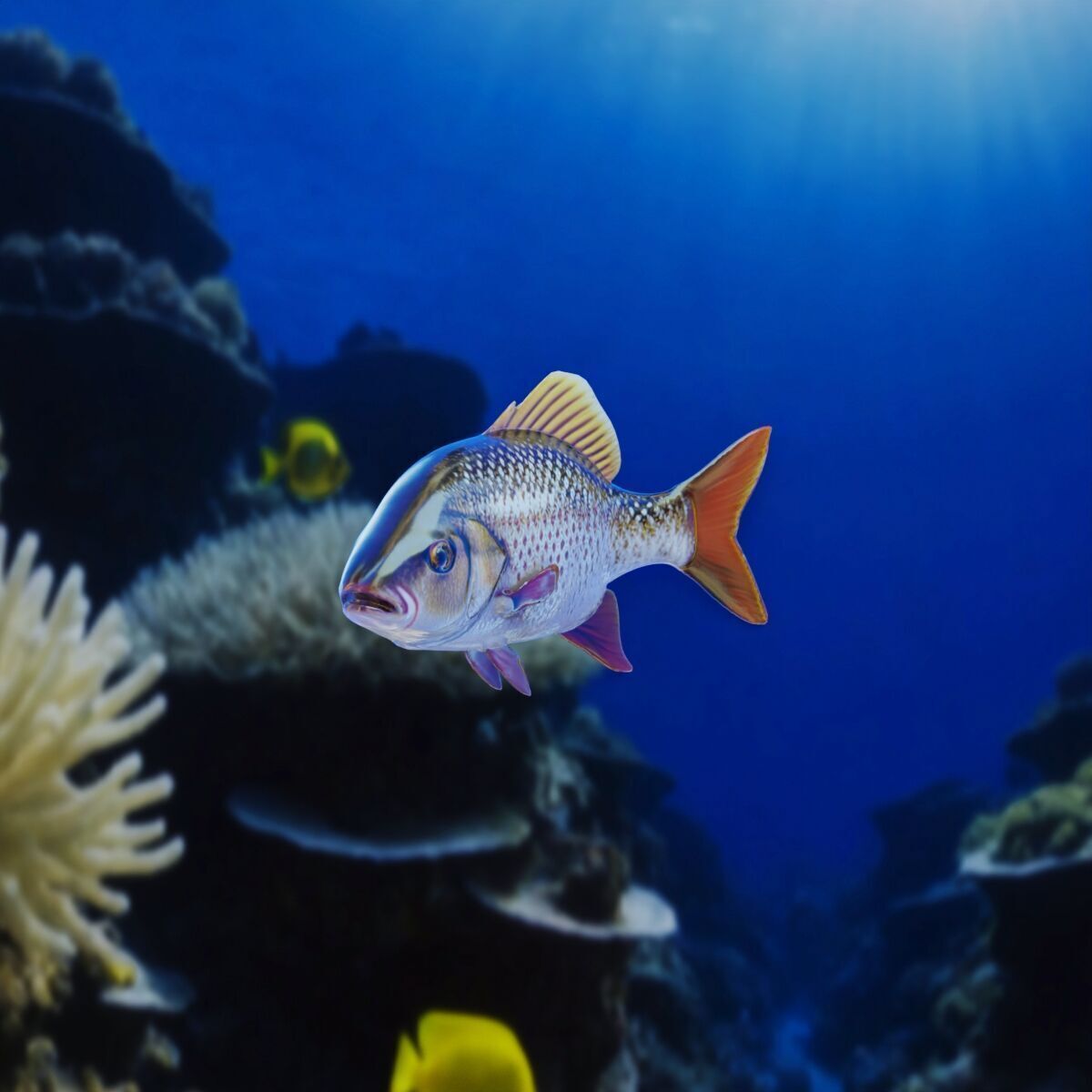 Fish PBR rigging animation Low-poly 3D model_2