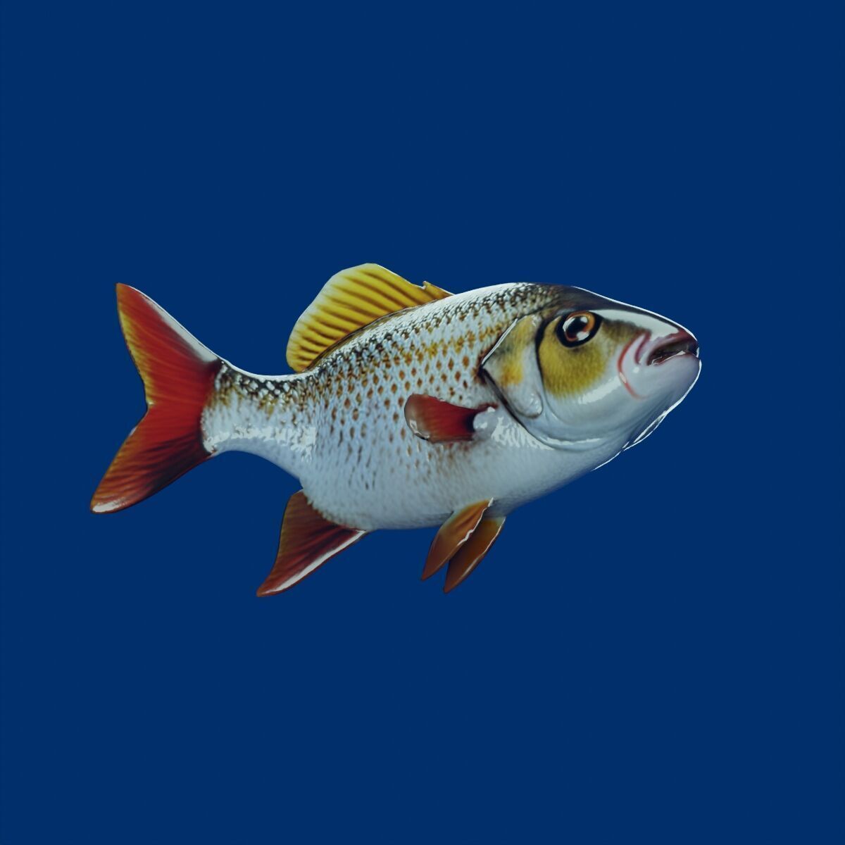 Fish PBR rigging animation Low-poly 3D model_5