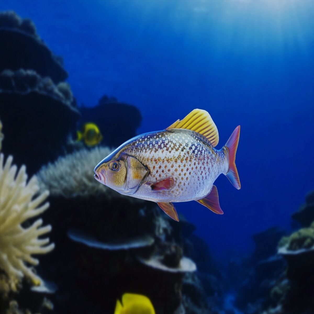 Fish PBR rigging animation Low-poly 3D model_3