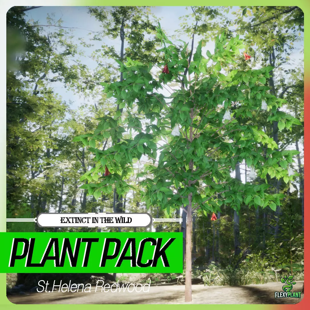 Extinct in the Wild Plant - 4 St Helena Redwood Flower Tree Low-poly 3D model_0
