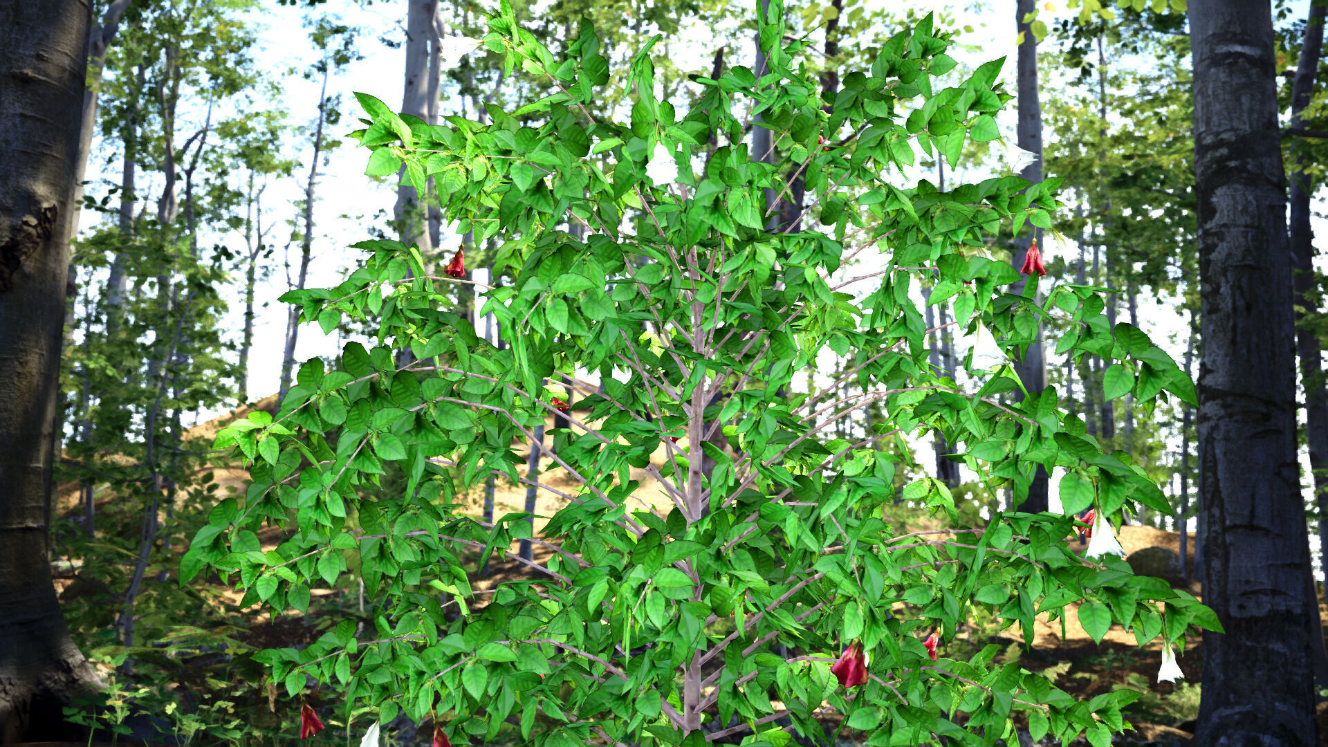 Extinct in the Wild Plant - 4 St Helena Redwood Flower Tree Low-poly 3D model_2