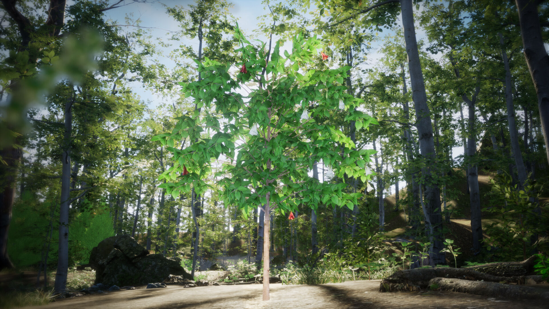 Extinct in the Wild Plant - 4 St Helena Redwood Flower Tree Low-poly 3D model_1