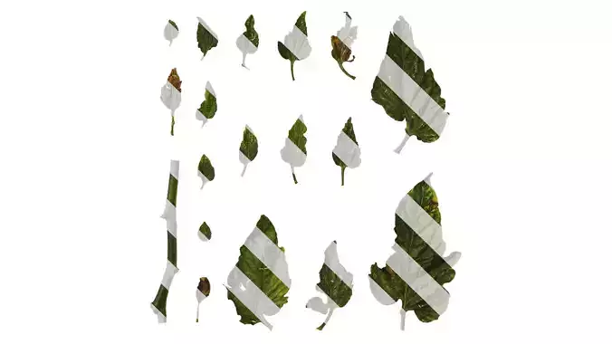 Anydrafts Solanum lycopersicum Leaf 02