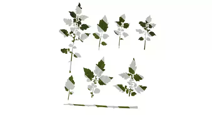 Anydrafts Solanum lycopersicum Leaf 04