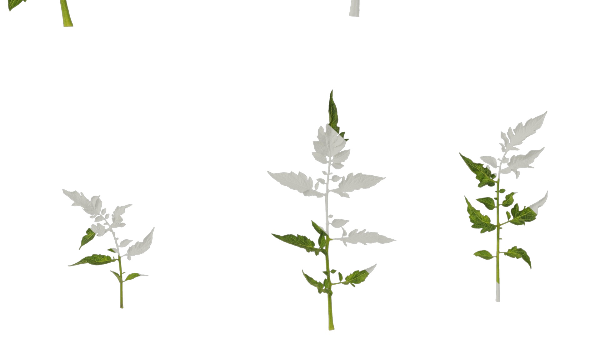 Anydrafts Solanum lycopersicum Leaf 05 Texture_7