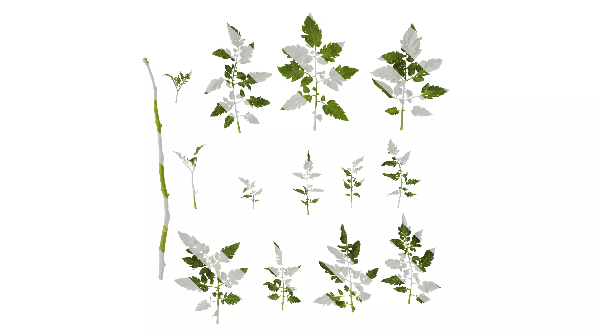 Anydrafts Solanum lycopersicum Leaf 05 Texture_0