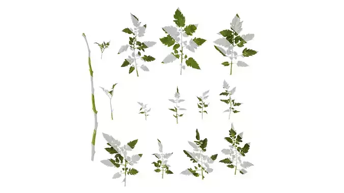 Anydrafts Solanum lycopersicum Leaf 05