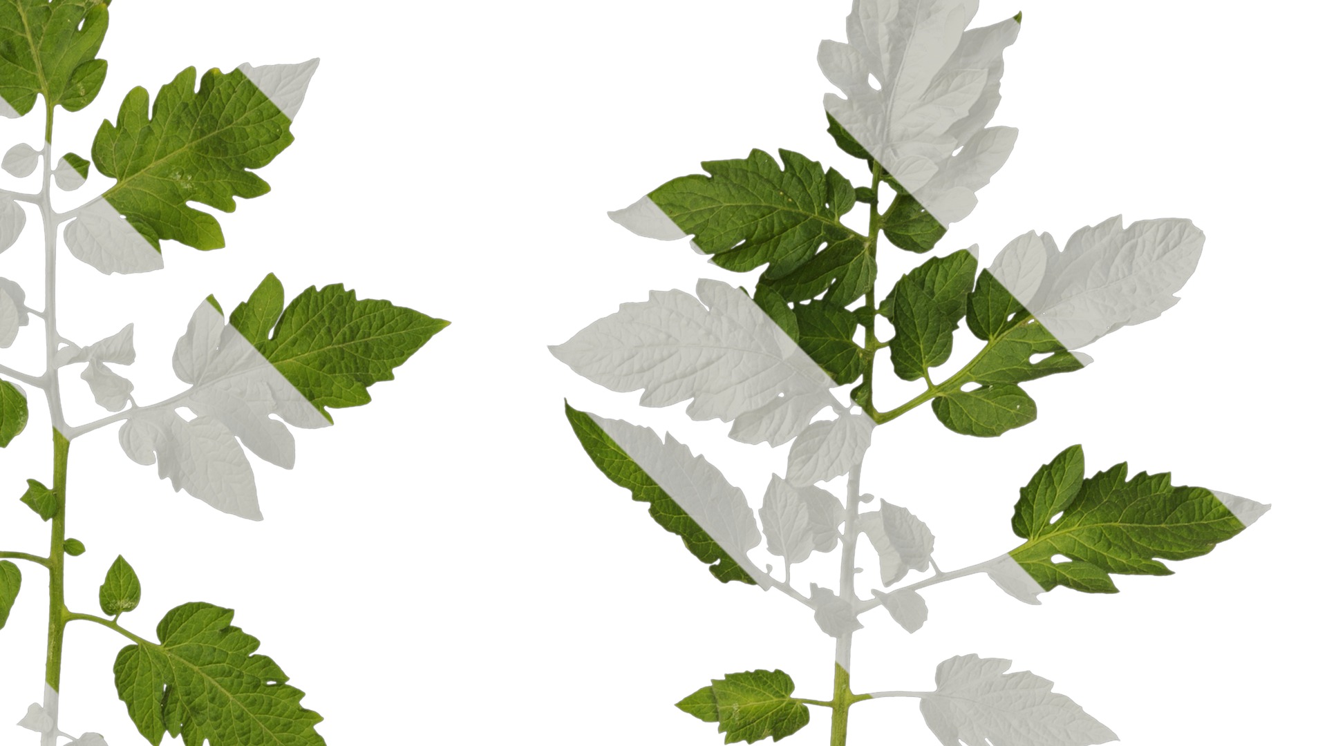 Anydrafts Solanum lycopersicum Leaf 05 Texture_2