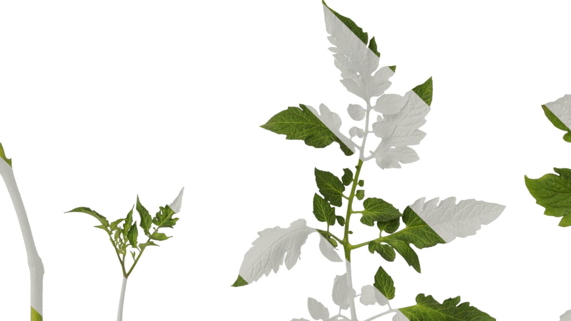 Anydrafts Solanum lycopersicum Leaf 05 Texture_1