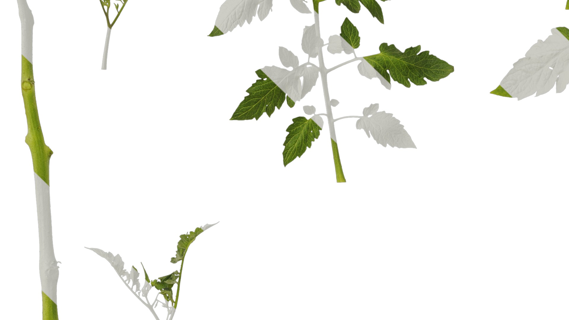 Anydrafts Solanum lycopersicum Leaf 05 Texture_3