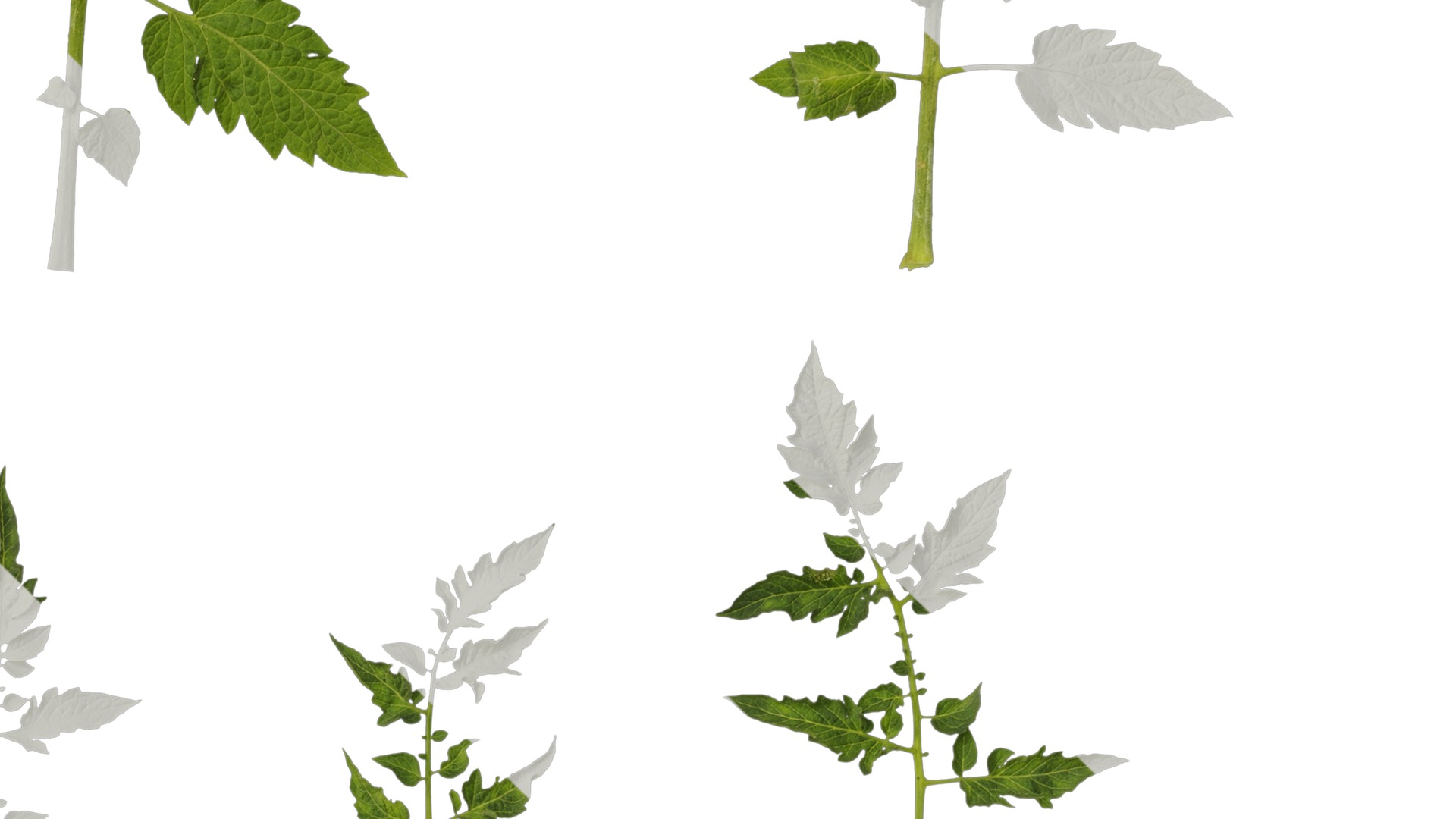 Anydrafts Solanum lycopersicum Leaf 05 Texture_4