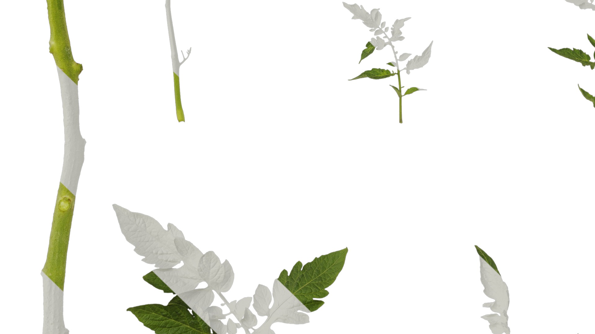 Anydrafts Solanum lycopersicum Leaf 05 Texture_5