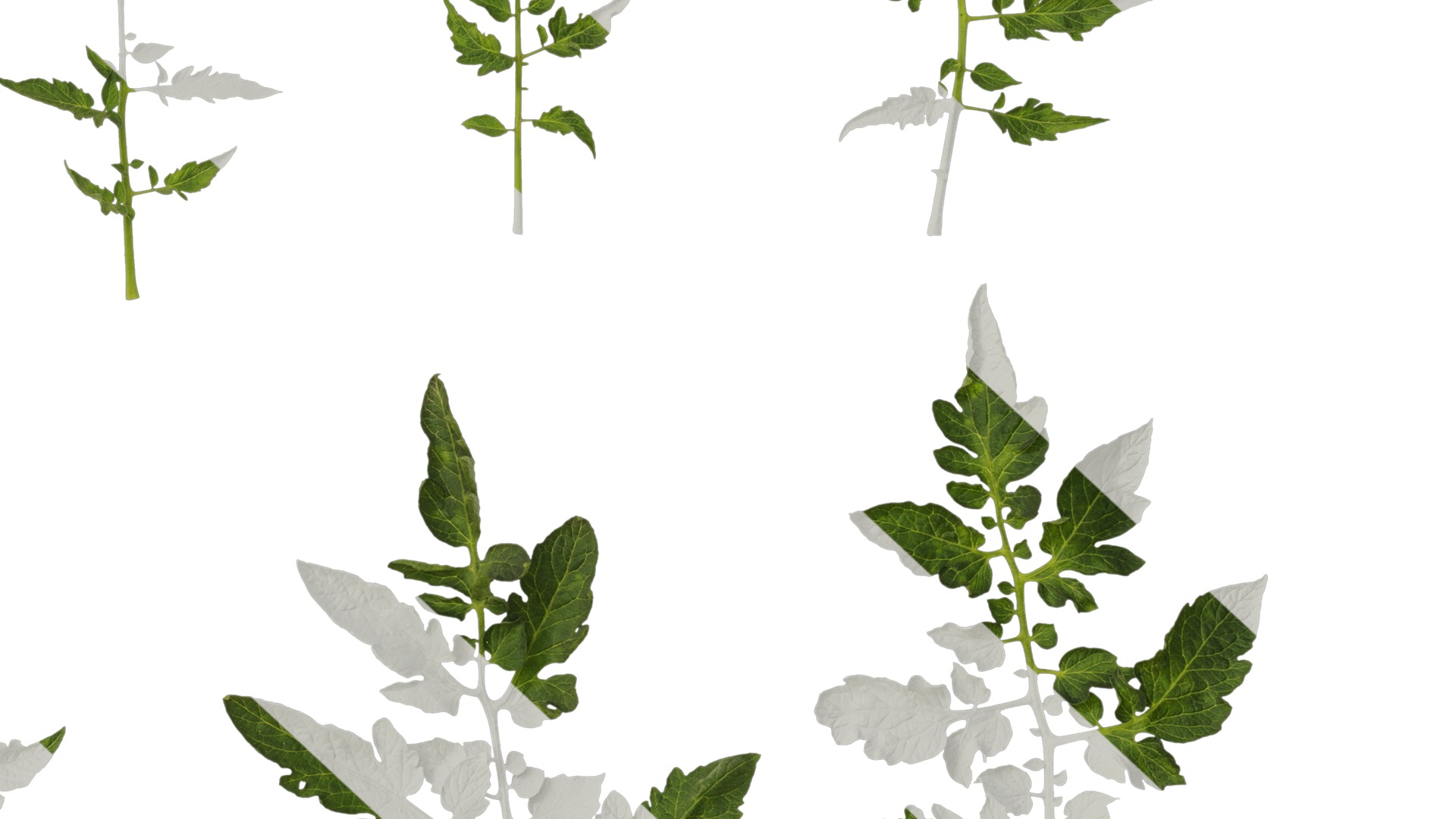 Anydrafts Solanum lycopersicum Leaf 05 Texture_6