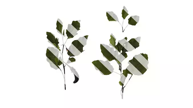 Anydrafts Solanum melongena Atlas 02