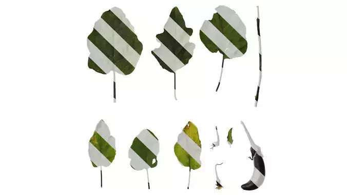 Anydrafts Solanum melongena Atlas 03