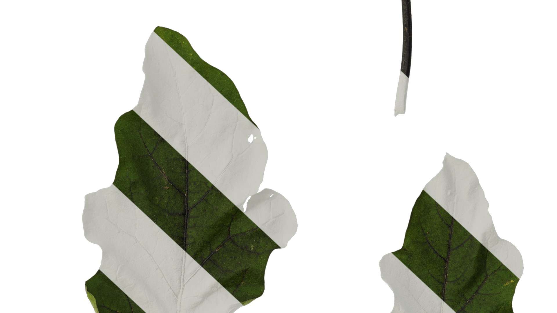 Anydrafts Solanum melongena Leaf 02 Texture_6