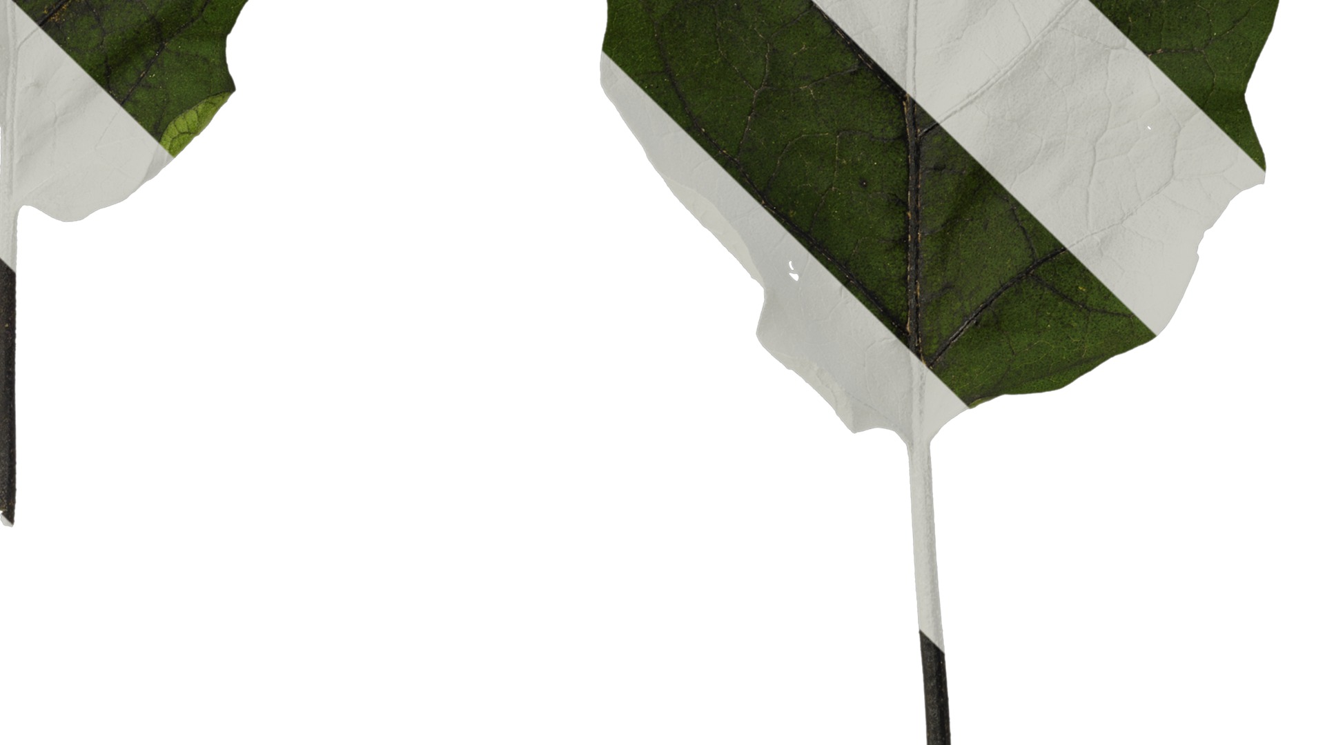 Anydrafts Solanum melongena Leaf 02 Texture_4