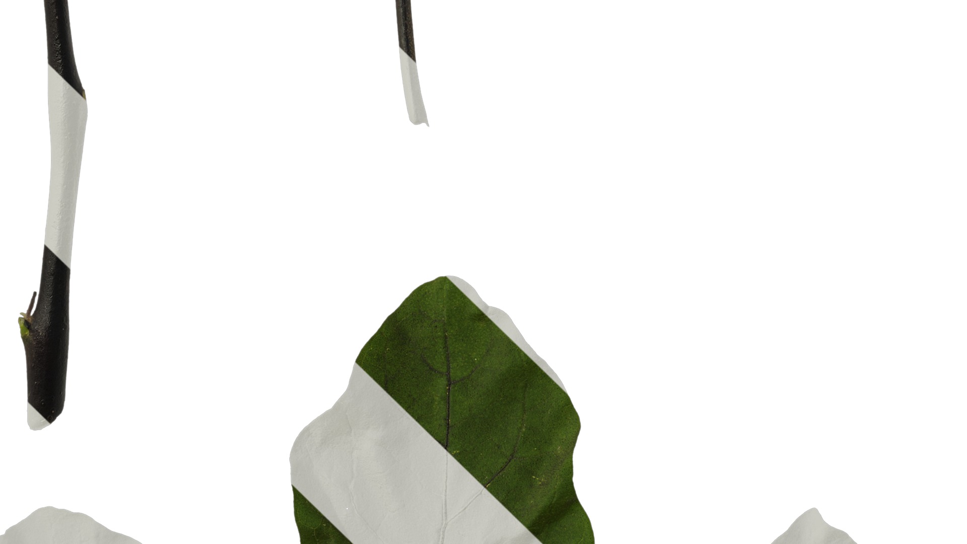 Anydrafts Solanum melongena Leaf 02 Texture_5