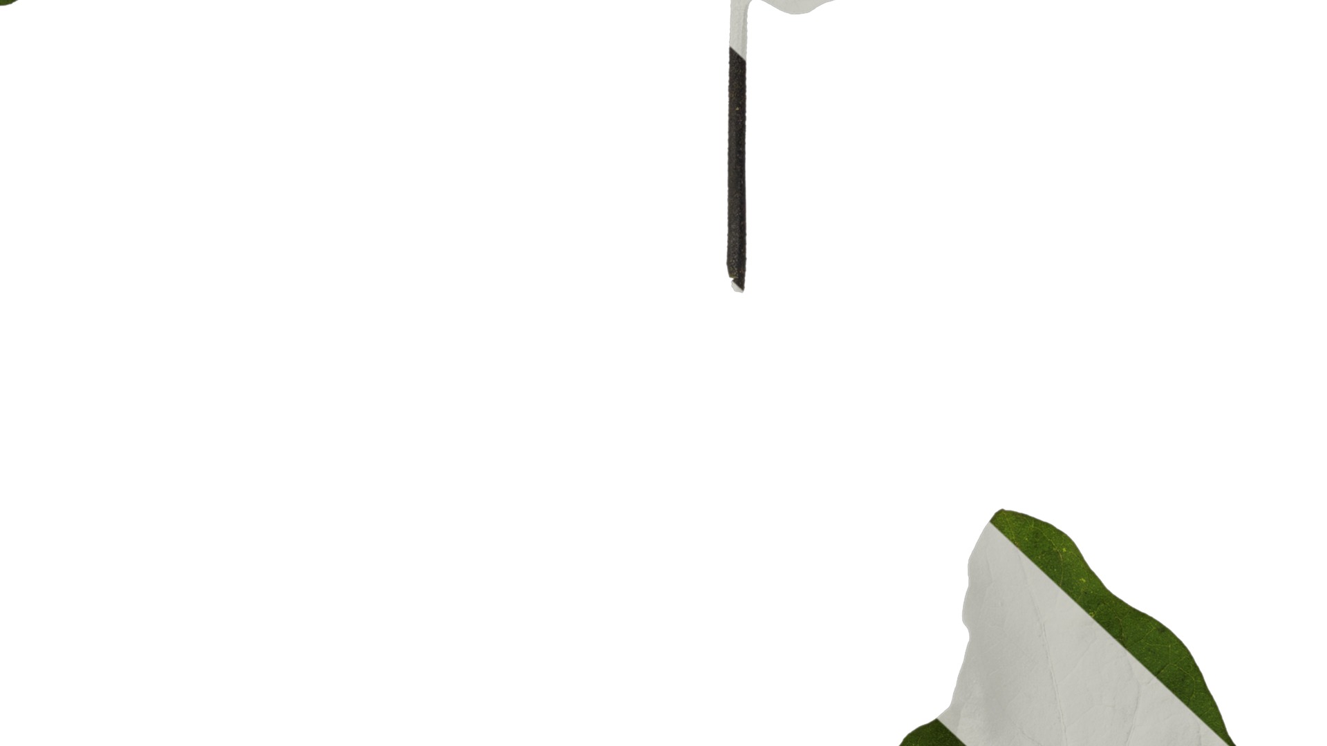 Anydrafts Solanum melongena Leaf 02 Texture_7