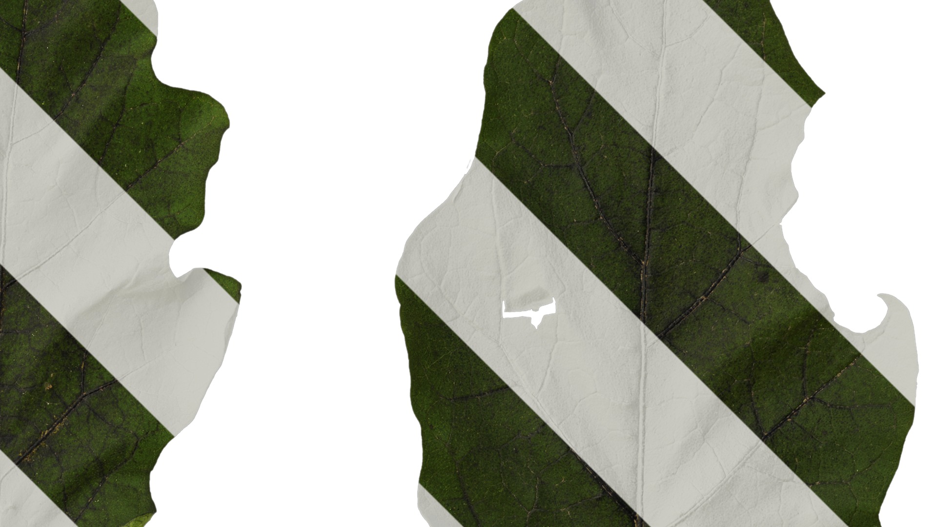 Anydrafts Solanum melongena Leaf 02 Texture_2