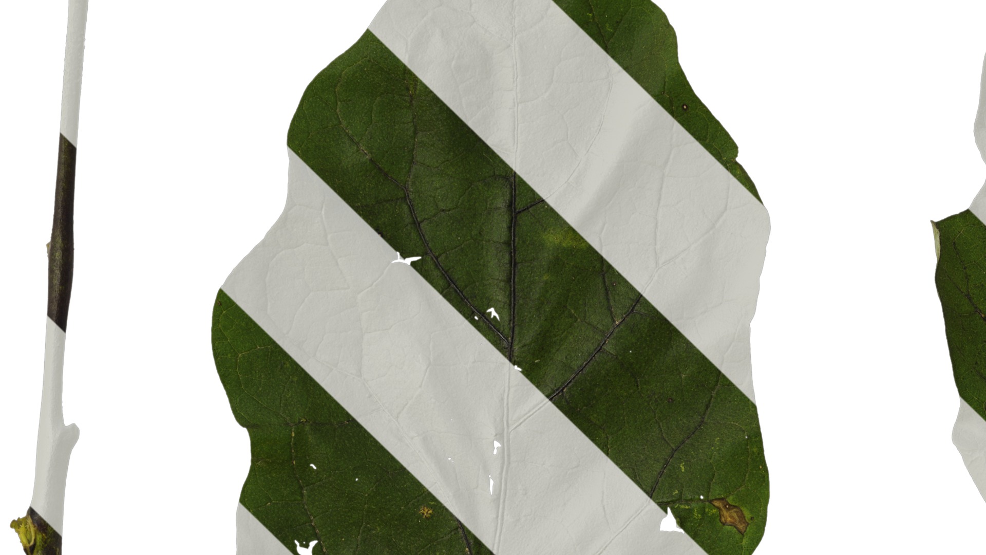 Anydrafts Solanum melongena Leaf 02 Texture_1