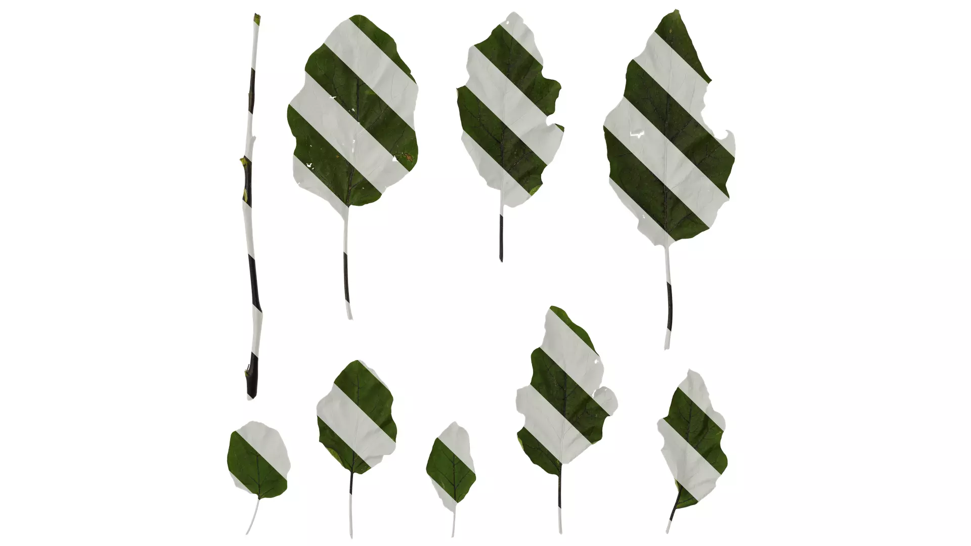 Anydrafts Solanum melongena Leaf 02 Texture_0