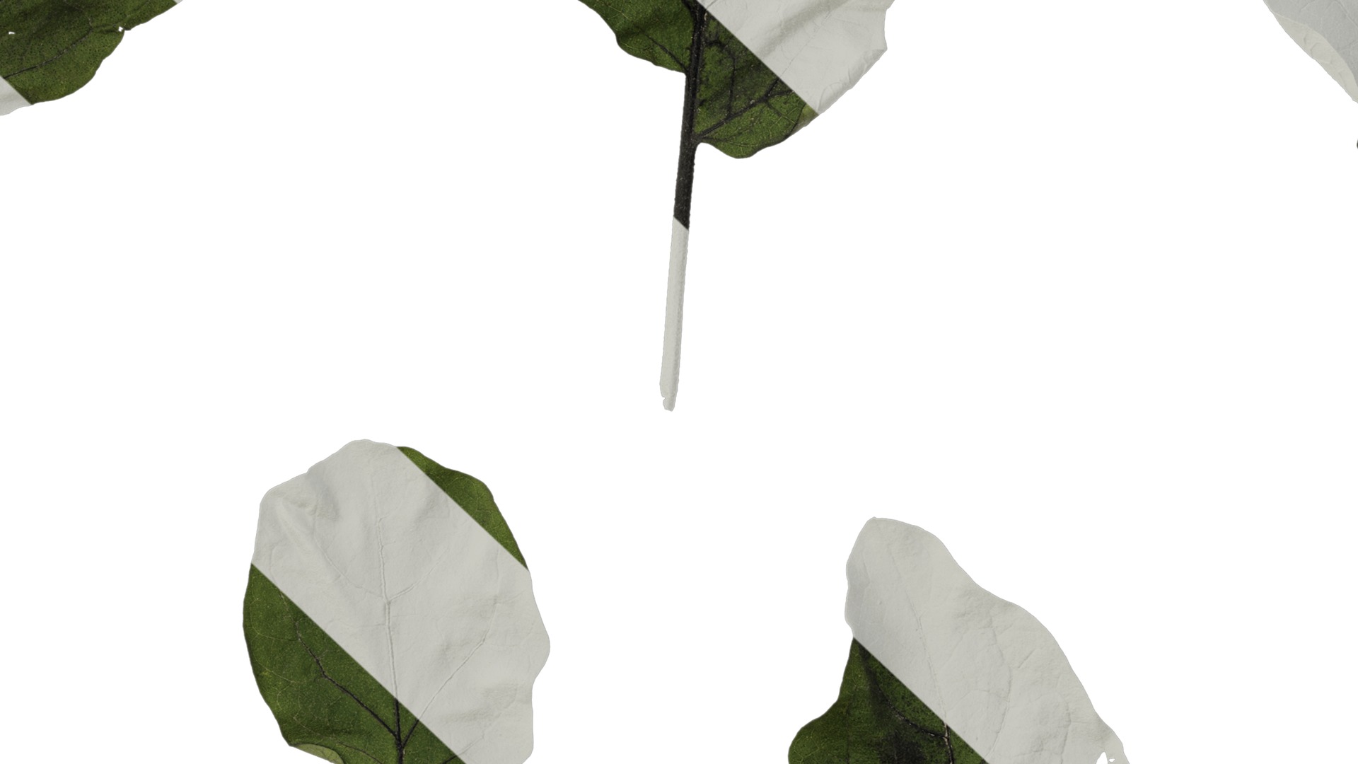 Anydrafts Solanum melongena Leaf 03 Texture_7