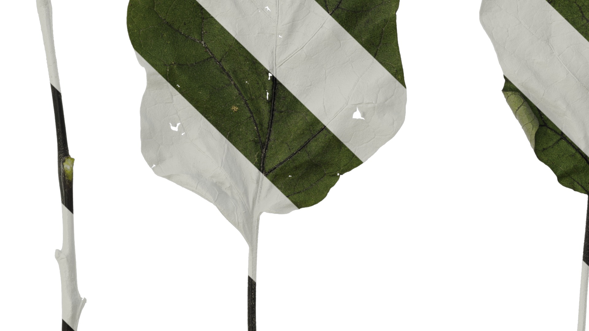 Anydrafts Solanum melongena Leaf 03 Texture_3