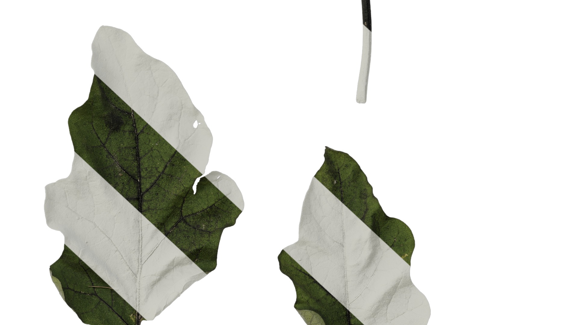 Anydrafts Solanum melongena Leaf 03 Texture_6