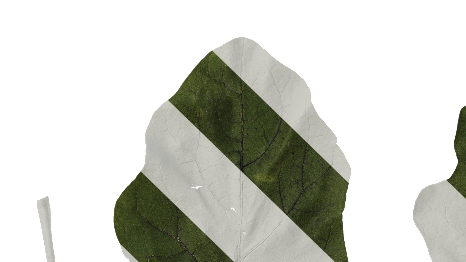 Anydrafts Solanum melongena Leaf 03 Texture_1