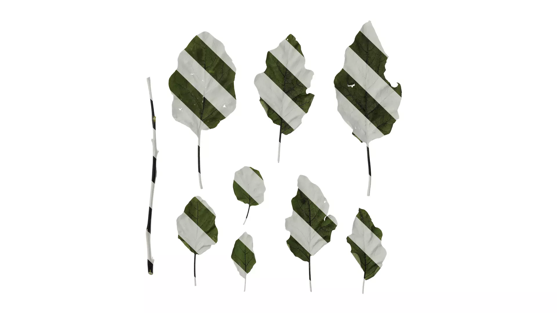 Anydrafts Solanum melongena Leaf 03 Texture_0