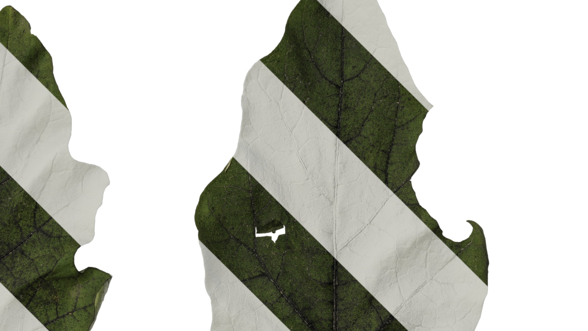 Anydrafts Solanum melongena Leaf 03 Texture_2