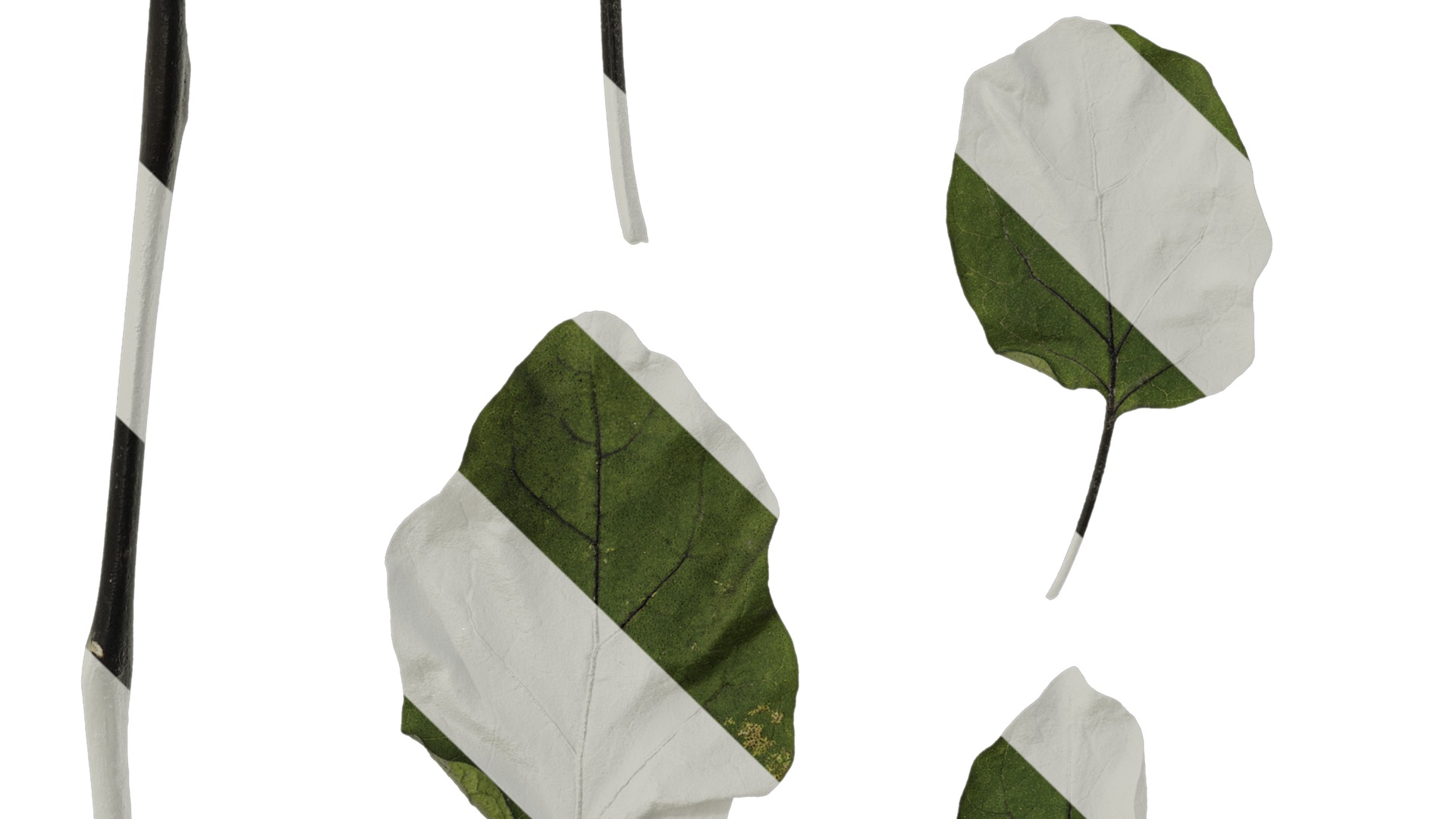 Anydrafts Solanum melongena Leaf 03 Texture_5