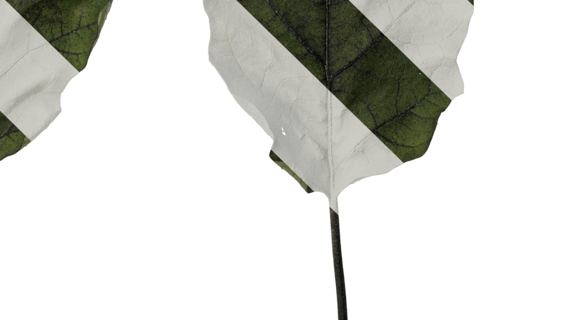 Anydrafts Solanum melongena Leaf 03 Texture_4