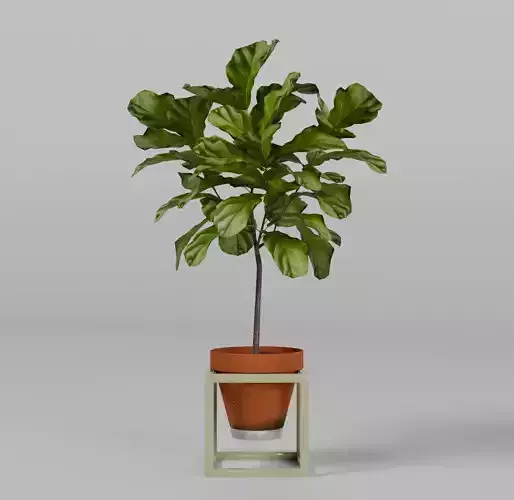 Potted plant Ficus lyrata 3D model