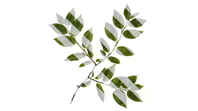 Anydrafts Syzygium samarangense Atlas 01