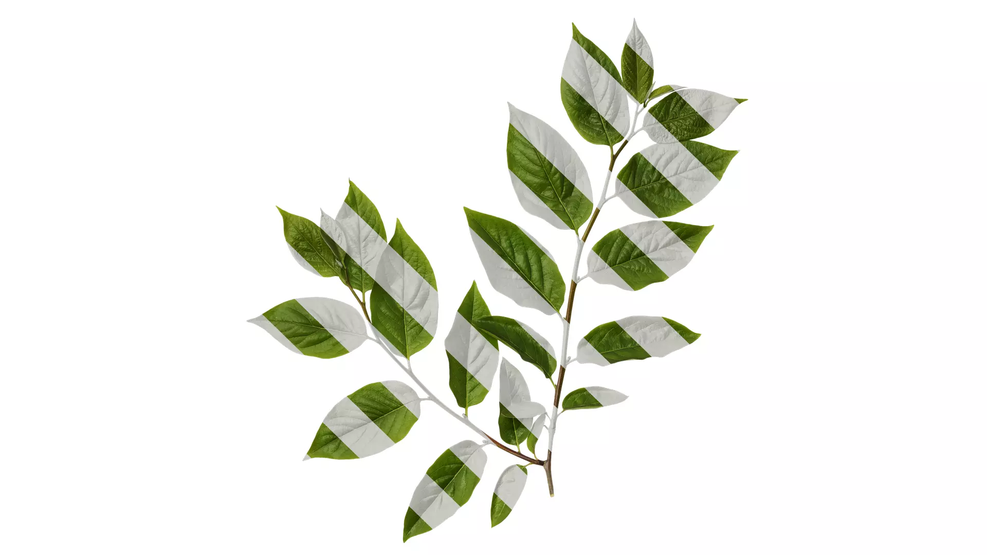 Anydrafts Syzygium samarangense Atlas 02 Texture_0