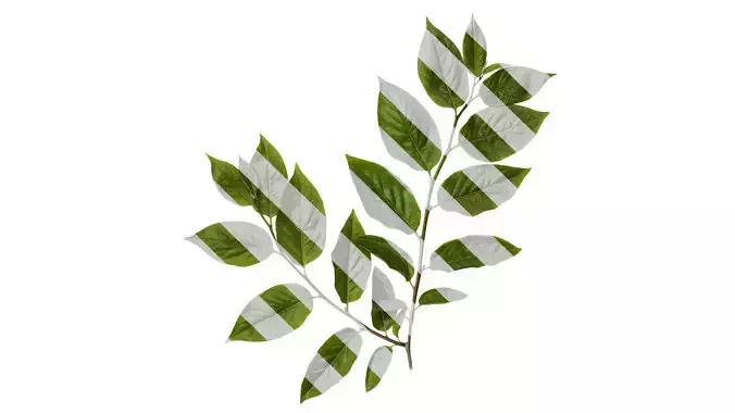 Anydrafts Syzygium samarangense Atlas 02