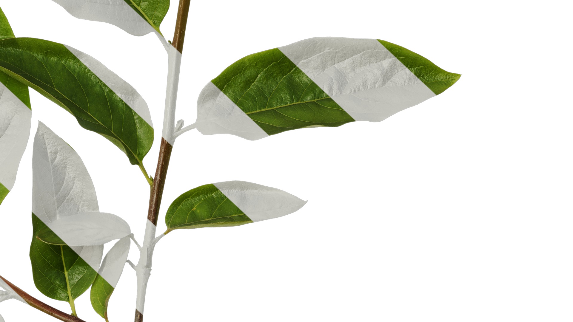 Anydrafts Syzygium samarangense Atlas 02 Texture_6