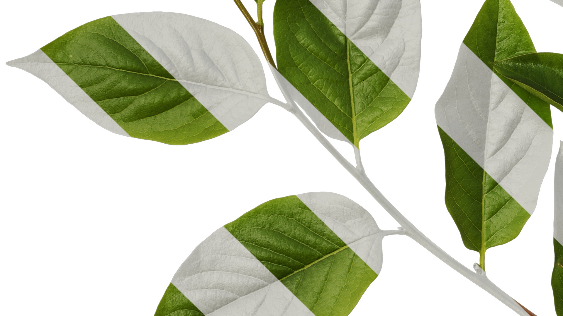 Anydrafts Syzygium samarangense Atlas 02 Texture_5