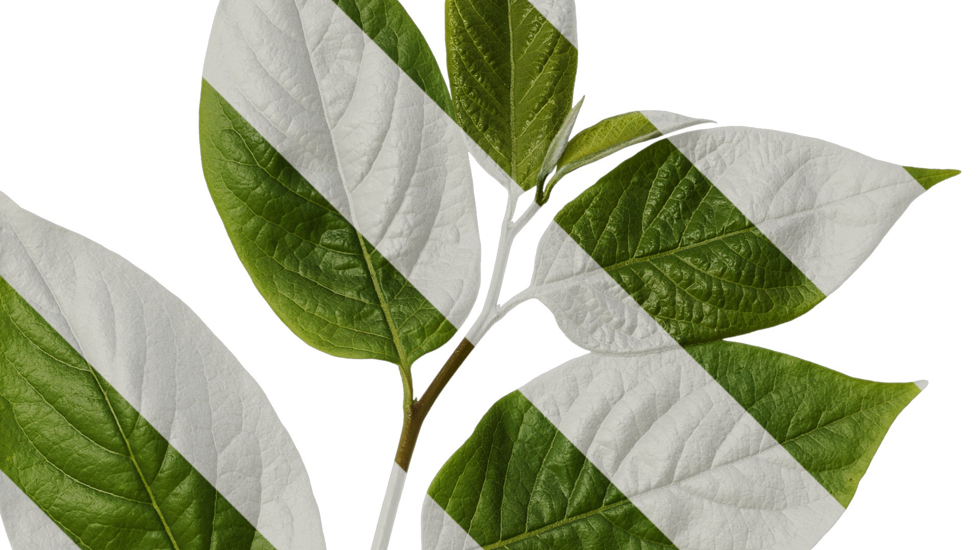 Anydrafts Syzygium samarangense Atlas 02 Texture_2